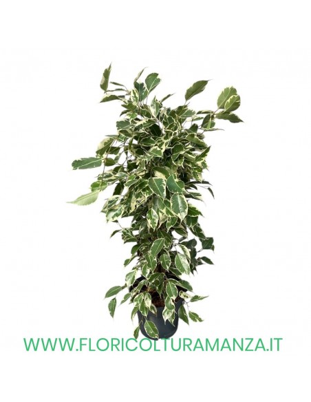 FICUS BENJAMIN VASO 19 H CM 55