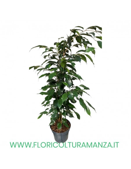FICUS BENIAMINO VASO 19 H CM 55