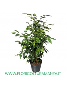 FICUS BENIAMINO VASO 19 H CM 55