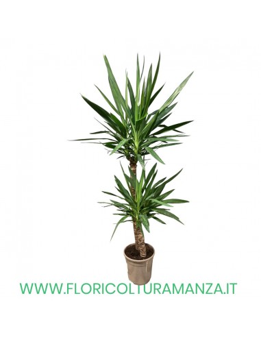 JUCCA 60 30 VASO 21 H CM 120