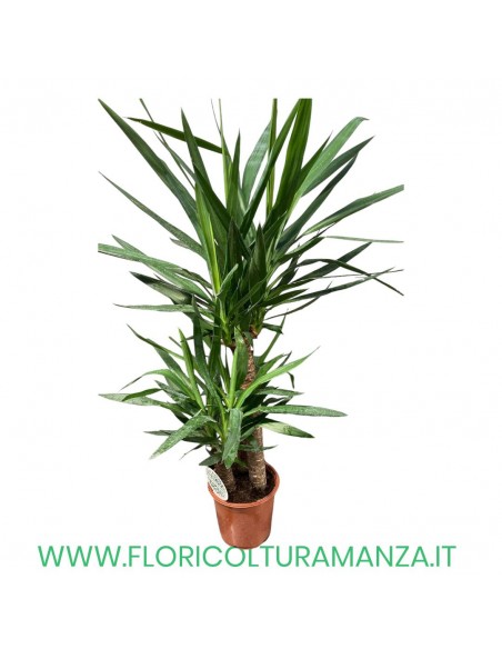 YUCCA 90-45-20   VASO 27 H 145 CM