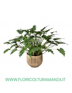 XANU IN VASO DI CERAMICA