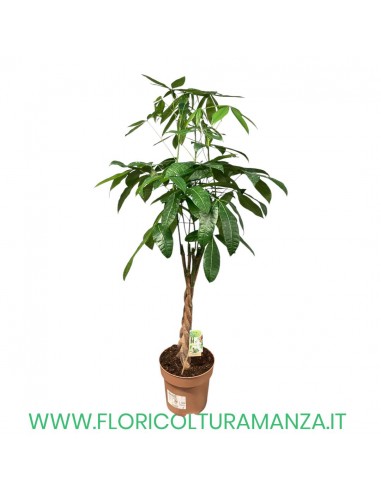PACHIRA ACQUATICA H CM 150 CM VASO 27