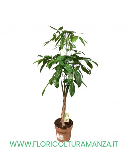 PACHIRA ACQUATICA H CM 150 CM VASO 27