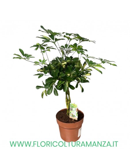 Schefflera arboricola 'Gold Capella' H CM 70 VASO CM 19
