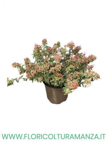 abelia confetti vaso 15