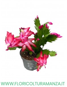 Schlumbergera o  Pianta Natalina  vaso 10