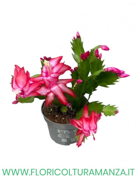 Schlumbergera o  Pianta Natalina  vaso 10