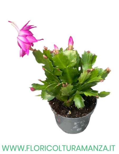 Schlumbergera o  Pianta Natalina  vaso 10