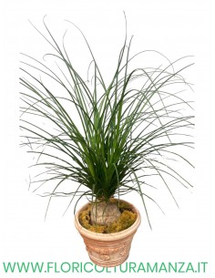 Bucarnea Nolina Recurnavata