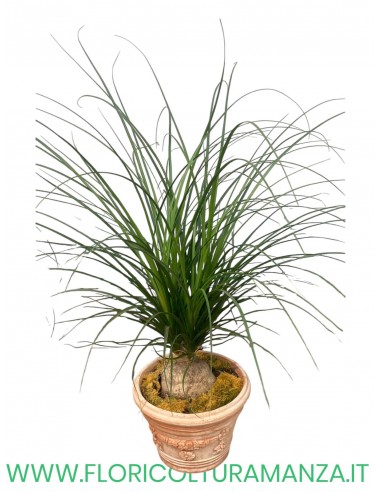 Bucarnea Nolina Recurnavata