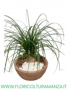bucarnea Nolina Recurvata o mangiafumo