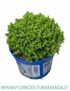 HEBE 'EMERALD GEM’ VASO 9 MIX