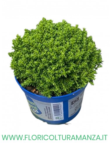 HEBE 'EMERALD GEM’ VASO 9 MIX