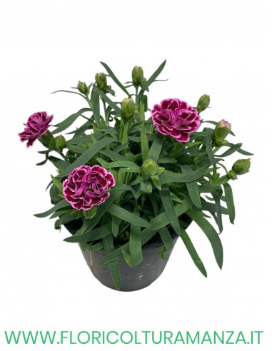 🌸 Dianthus