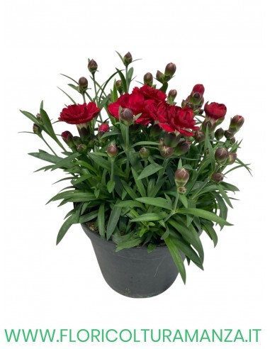 🌸 Dianthus