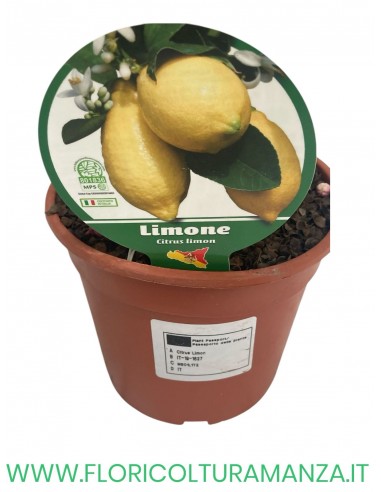 PIANTA DI LIMONE VASO 19