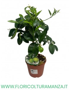 PIANTA DI LIMA VERDE VASO 15