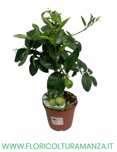 PIANTA DI LIMA VERDE VASO 15