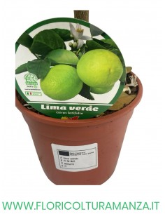 PIANTA DI LIMA VERDE VASO 15 2