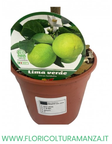 PIANTA DI LIMA VERDE VASO 15