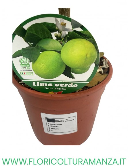 PIANTA DI LIMA VERDE VASO 15