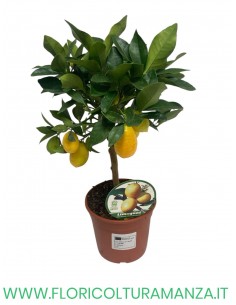 PIANTA DI LIMONE LIMEQUAT VASO 15