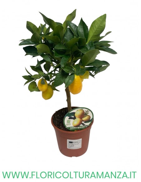 PIANTA DI LIMONE LIMEQUAT VASO 15