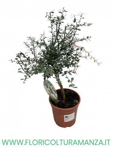 PIANTA DI LIMONE CAVIALE VASO 15