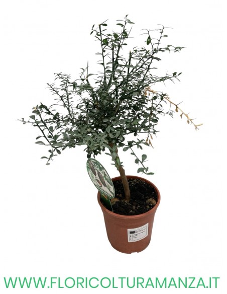 PIANTA DI LIMONE CAVIALE VASO 15