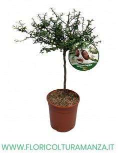 PIANTA DI LIMONE CAVIALE VASO 19