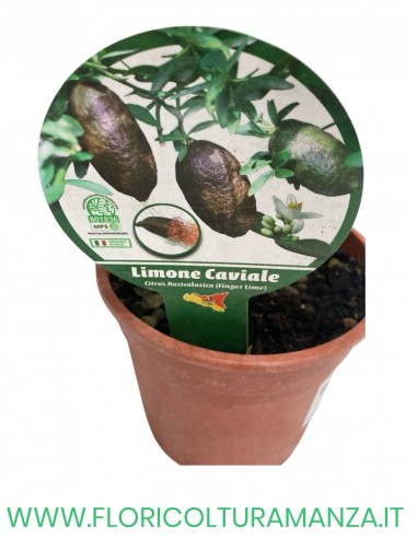 PIANTA DI LIMONE CAVIALE VASO 19
