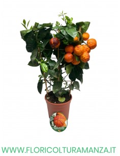 ARANCIO ARCOBAL SPALLIERA