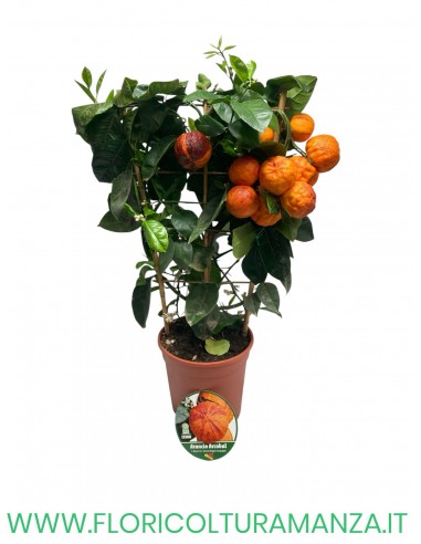 ARANCIO ARCOBAL SPALLIERA