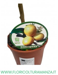 PIANTA DI LIMONE LIMEQUAT VASO 15 2