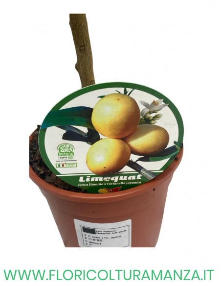 PIANTA DI LIMONE LIMEQUAT VASO 15