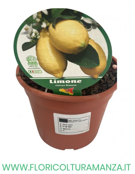 PIANTA DI LIMONE VASO 15