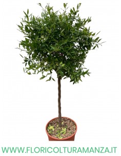 PIANTA DI LIMONE CAVIALE ALBERELLO VASO 26