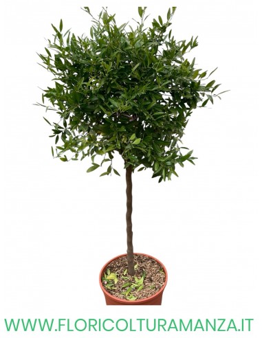 PIANTA DI LIMONE CAVIALE ALBERELLO VASO 26
