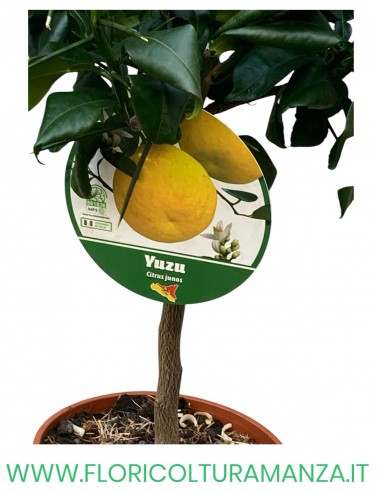 PIANTA DI LIMONE YUZU VASO 19