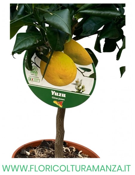 PIANTA DI LIMONE YUZU VASO 19