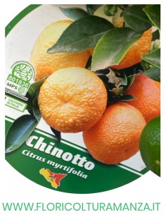 PIANTA DI CHINOTTO VASO 22 2