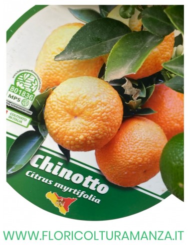 PIANTA DI CHINOTTO VASO 22