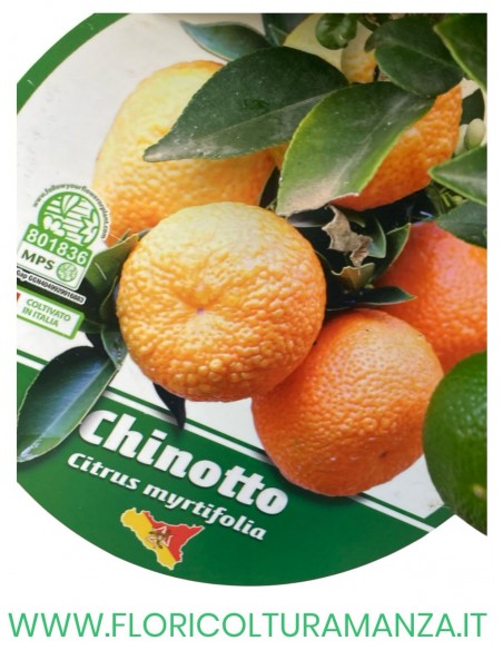 PIANTA DI CHINOTTO VASO 22