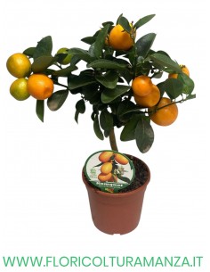PIANTA DI KUMQUAT VASO 15