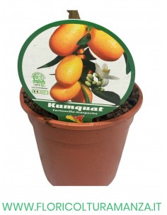 PIANTA DI KUMQUAT VASO 15 2