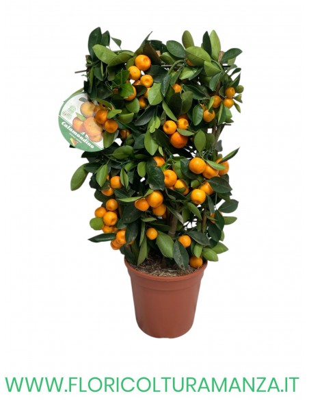 PIANTA DI CALAMONDINO A SPALLIERA VASO 20