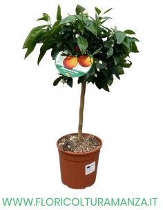 PIANTA DI ARANCIO VASO 19