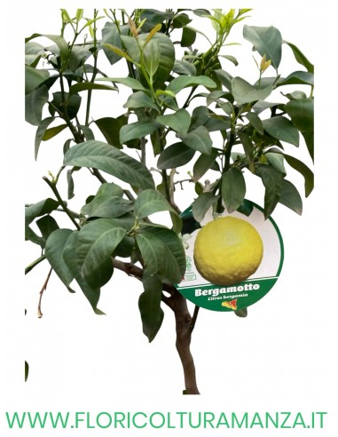 PIANTA DI BERGAMOTTO ALBERELLO VASO 26