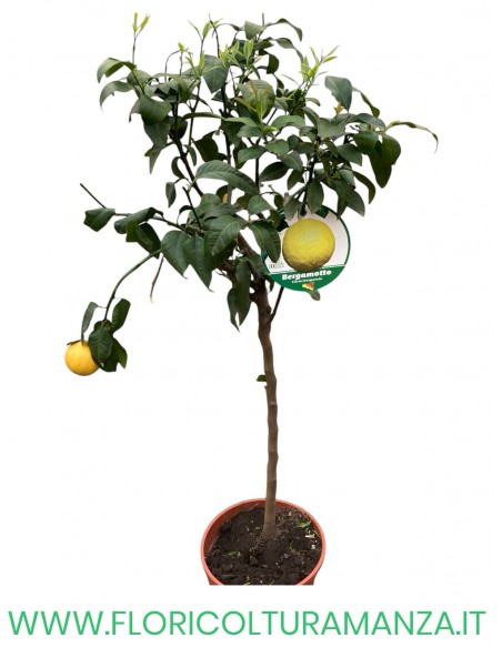 PIANTA DI BERGAMOTTO ALBERELLO VASO 26